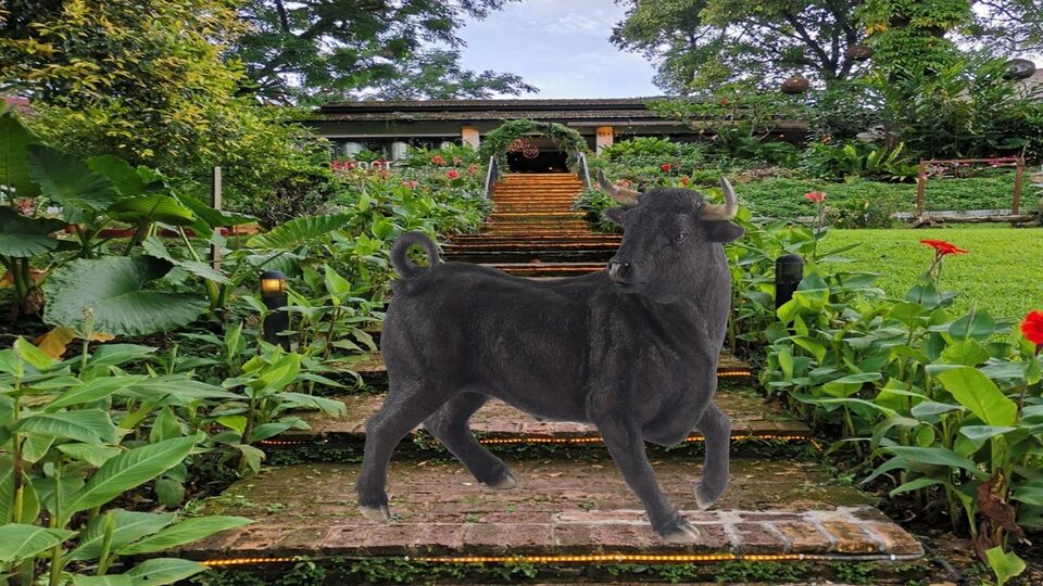 Spanish Bull Ornament Garden Black Resin Statue Home Decor Figurine Large H31cm